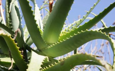 What is the difference between Aloe Vera and Aloe Arborescens?