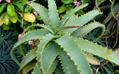 How to grow Aloe Arborescens