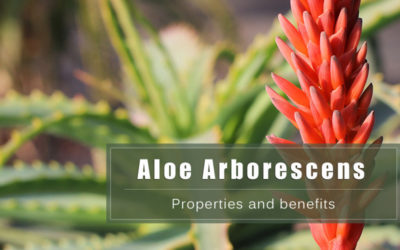 Aloe Arborescens. Properties and benefits of the Health plant.