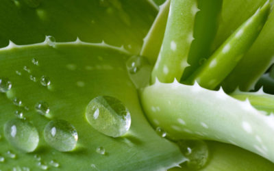 Aloe, a formidable natural remedy to fight constipation