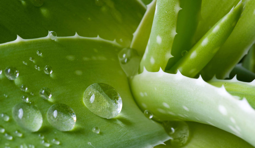 Aloe, a formidable natural remedy to fight constipation