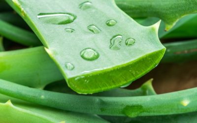 Aloe Vera gel for face care: benefits and use guide