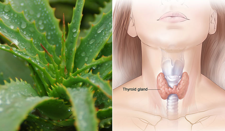 Aloe for the treatment of Hashimoto’s thyroiditis: a recent study confirms this possibility